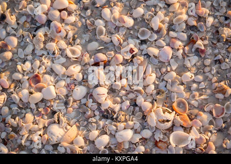 Seashells on a sandy beach, Barefoot Beach, Naples, Florida, USA Stock Photo