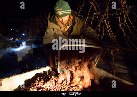 Farm workers harvesting frozen Gewurztraminer grapes during the middle of the night to make icewine. Stock Photo