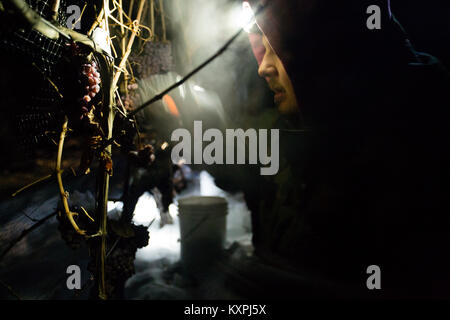 Farm workers harvesting frozen Gewurztraminer grapes during the middle of the night to make icewine. Stock Photo