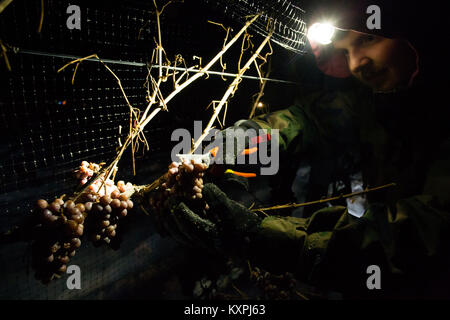 Farm workers harvesting frozen Gewurztraminer grapes during the middle of the night to make icewine. Stock Photo