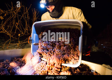 Farm workers harvesting frozen Gewurztraminer grapes during the middle of the night to make icewine. Stock Photo