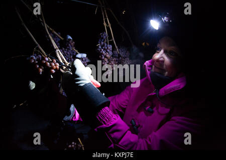 Farm workers harvesting frozen Gewurztraminer grapes during the middle of the night to make icewine. Stock Photo