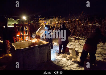 Farm workers harvesting frozen Gewurztraminer grapes during the middle of the night to make icewine. Stock Photo