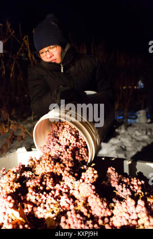 Farm workers harvesting frozen Gewurztraminer grapes during the middle of the night to make icewine. Stock Photo