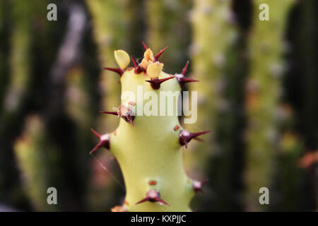 beautiful cactus plants in thar desert jaisalmer rajasthan india Stock Photo