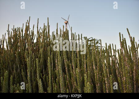 beautiful cactus plants in thar desert jaisalmer rajasthan india Stock Photo