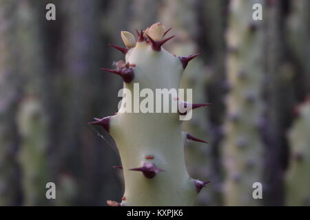 beautiful cactus plants in thar desert jaisalmer rajasthan india Stock Photo