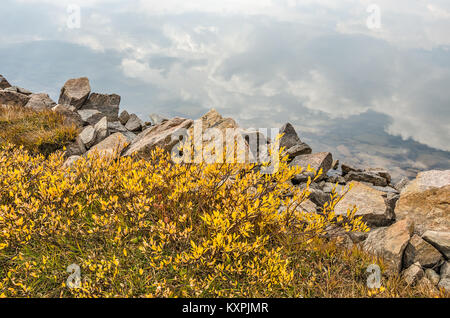 Cumulus clouds reflecting in a clear mountain lake along the Beartooth Highway with bright yellow leaves and multi-colored rocks along the edge of the