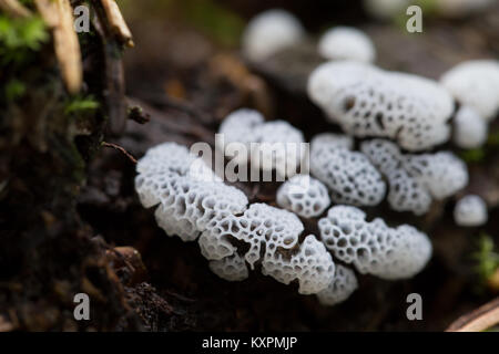 Coral slime mold Stock Photo