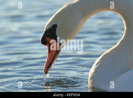 Twinkling water drops on the swan's feather Stock Photo