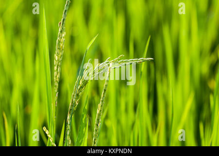 Raw rice grains in paddy field with natural sunlight Stock Photo