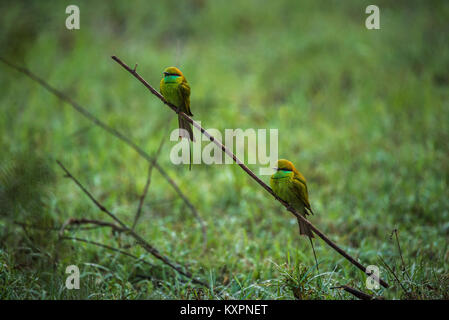 Two green bee eater bird hunting together in the morning Stock Photo