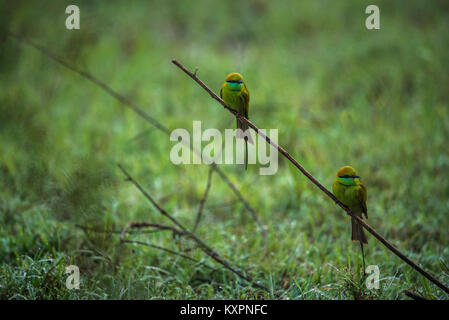 Two green bee eater birds looking for bees in the morning Stock Photo