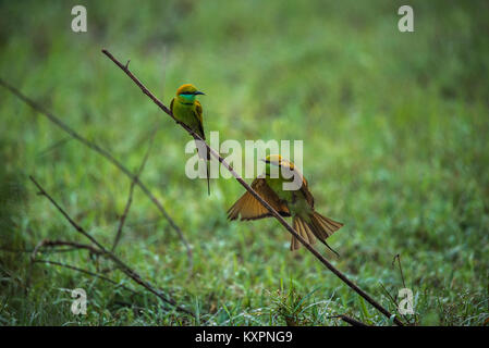 Two green bee eater birds hunting bees in the morning Stock Photo