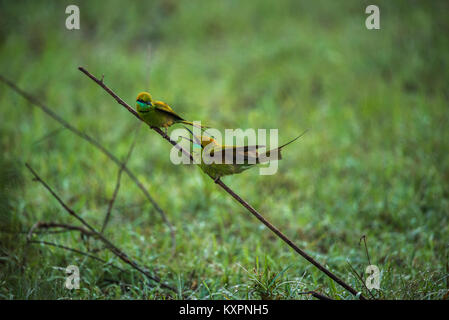 Two green bee eater birds in conversation while hunting Stock Photo