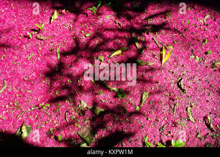 Malay apple tree flower petals aka Malay Apple Rose, Syzygium malaccense Stock Photo