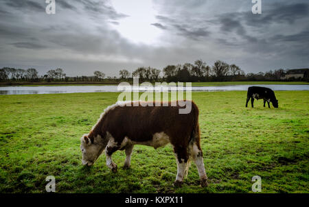 Cows grazing in the open flooded field around Peterborough in the United Kingdom Stock Photo