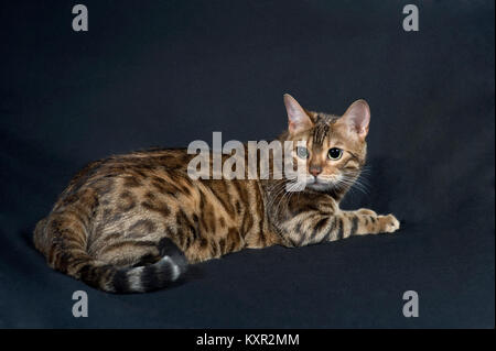 Purebred Bengal cat from Pixel Perfect Cats cattery, sitting on a black backdrop looking behind showing off her spots. Stock Photo