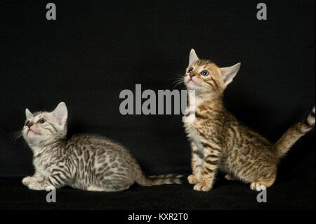 Two five week old purebred bengal kittens from Pixel Perfect Cattery, one brown one silver. Stock Photo