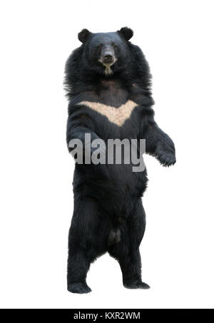 asiatic blackbear (ursus, thibetanus) isolated on white background Stock Photo