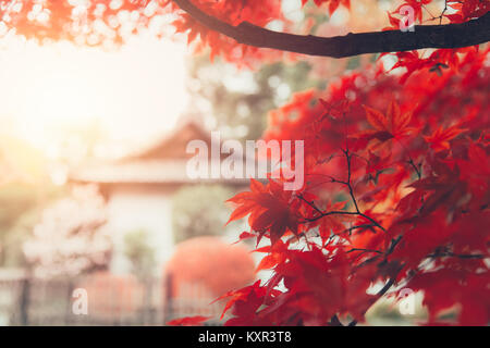 Red Maple Leaf Japan Autumn Nature Vintage Background Stock Photo