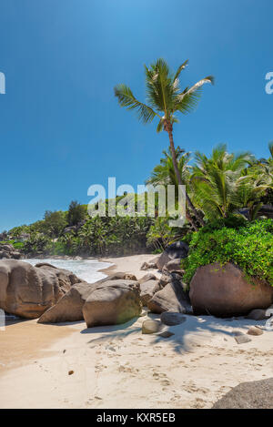 Palm trees on exotic tropical beach. Stock Photo