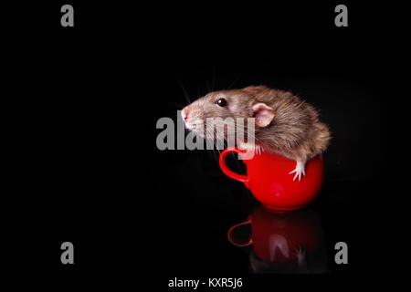 Funny rodent in a red Mug Stock Photo