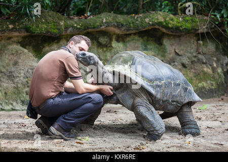 Aldabra giant tortoise singapore zoo hi-res stock