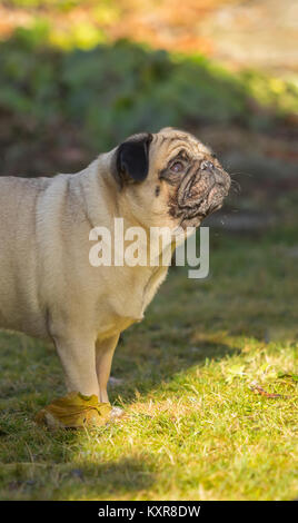 A beautiful pug stands in the meadow