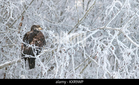 The Close up portrait of Bald eagle ( Haliaeetus leucocephalus )  sitting on a snow-covered branches background. Stock Photo