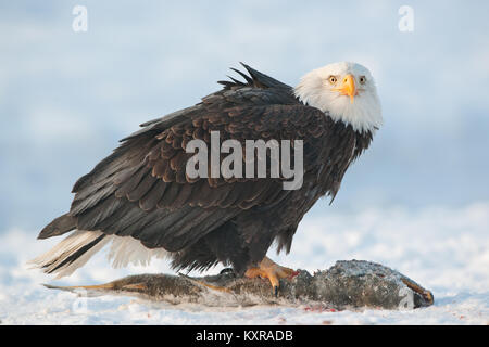 The Bald eagle ( Haliaeetus leucocephalus ) sits on snow and eats a salmon fish. Stock Photo