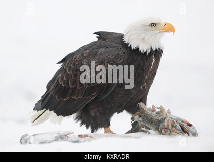 The Bald eagle ( Haliaeetus leucocephalus ) sits on snow and eats a salmon fish. Stock Photo