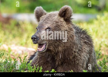 Cub of Brown bear (Ursus Arctos Arctos) with open mouth in the summer forest. Natural green Background Stock Photo