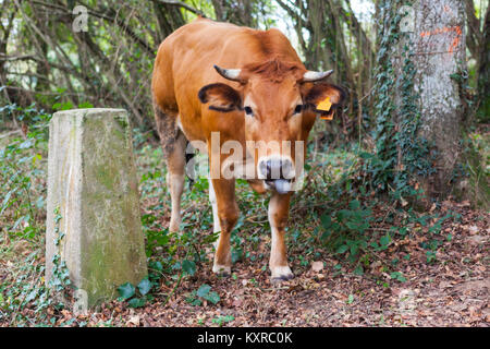 Funny brown cow sticking out its tongue Stock Photo