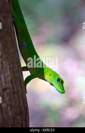 Madagascar Day Gecko - Phelsuma madagascariensis, Gekkonidae, Madagascar, Africa Stock Photo