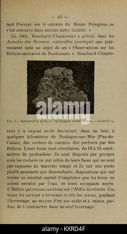 Bulletin de la Société d'histoire naturelle de Toulouse (Page 43) BHL40557374 Stock Photo