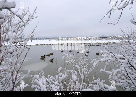 Winter Geese Lake - Geese resting in a city lake after a snowstorm. Johnson Reservoir, Clement Park, Denver-Littleton, Colorado, USA. Stock Photo