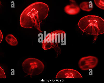red jellyfish on black background - Stock Photo