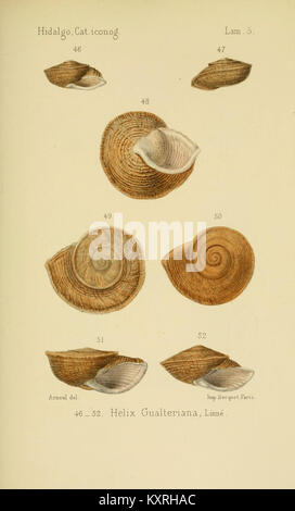 Balearic Shell Plate 2 from the illustrated catalog of land mollusks of Spain ...