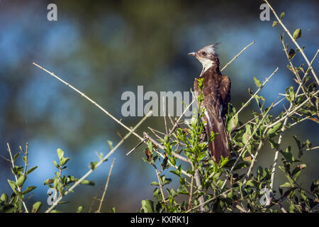 Levaillant's cuckoo in Kruger national park, South Africa ; specie Clamator levaillantii family of Cuculidae Stock Photo