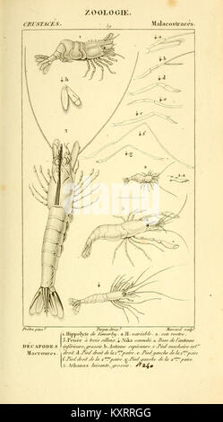 Considerations generales sur la classe des crustaces, Paris, F.G ...