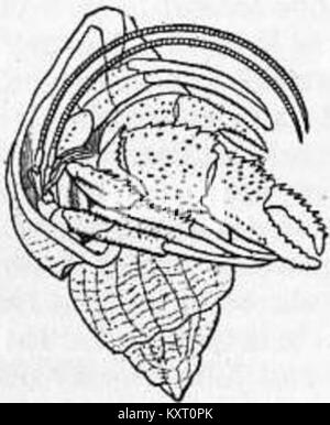 An anatomical illustration from the 1911 Encyclopaedia Britannica ...