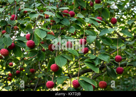 Red fruit berries on Dogwood tree against green leaves Stock Photo