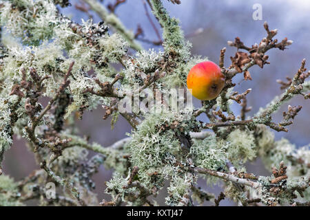 APPLE GROWING ON A BRANCH OF AN ANCIENT APPLE TREE COVERED IN LICHEN Stock Photo
