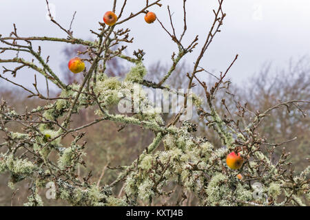 APPLES ON BRANCHES IN WINTER ON AN ANCIENT TREE COVERED IN LICHENS FOUND ALONG THE SPEYSIDE WAY SCOTLAND Stock Photo