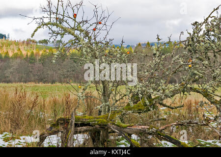 APPLES IN WINTER GROWING ON AN ANCIENT APPLE TREE WITH BRANCHES COVERED IN LICHEN ALONG THE SPEYSIDE WAY SCOTLAND Stock Photo