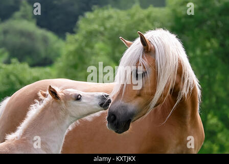 Haflinger horses, mare with foal side by side, cuddling, the cute baby avelignese pony confidently turns to its mommy, Germany. Stock Photo
