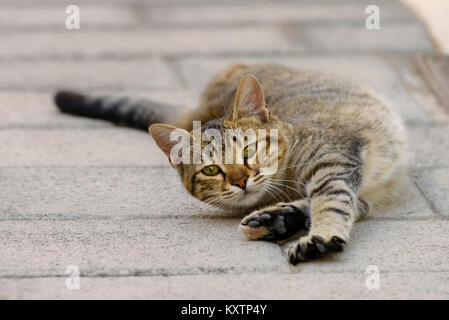 Cute tabby cat kitten feels well, lying and stretching on a street on the island of Rhodes, Greece Stock Photo