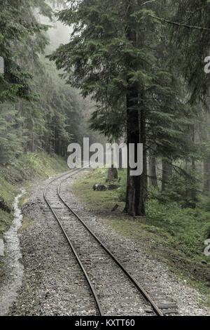 Old railroad leading through forest Stock Photo