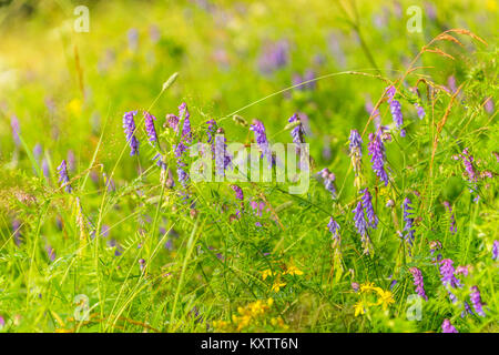 Purple Bird Vetch - vicia cracca Stock Photo